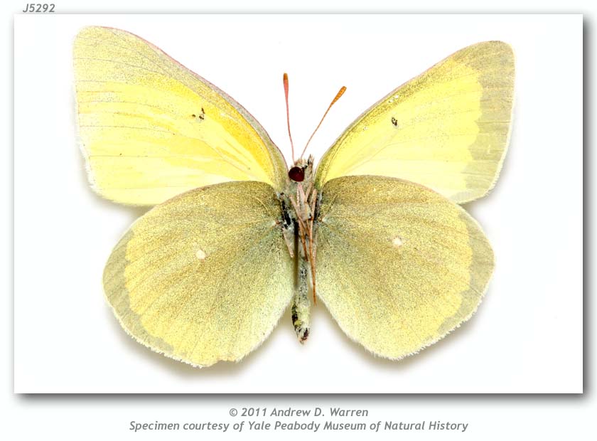 Colias alexandra (gynandromorph, middle St. Vrain Cyn., Raymond, Boulder Co., CO  1970s, verso) (Internet Image property of respective owner, non-commercial use only)